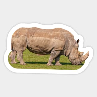 White lipped Rhino Sticker